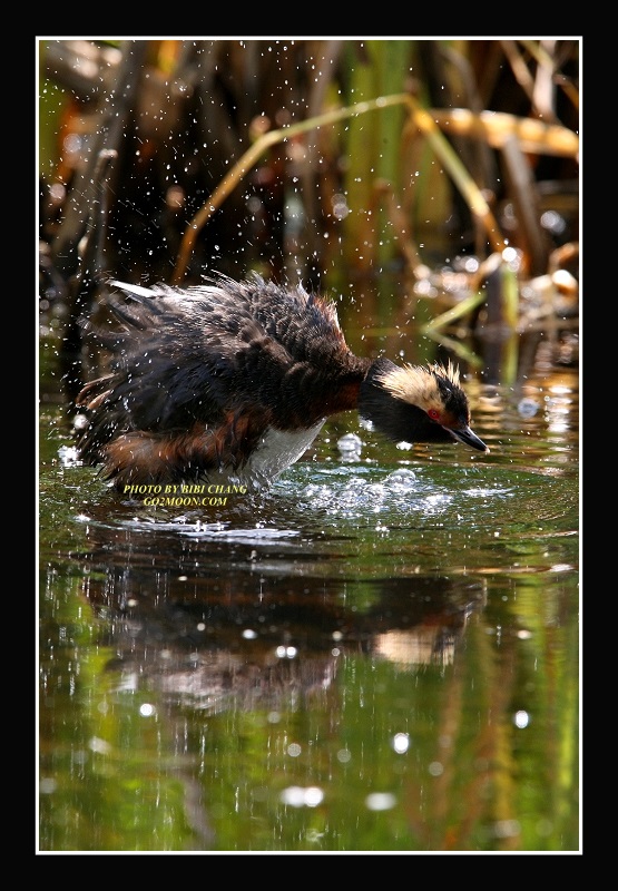 Grebe Shaking