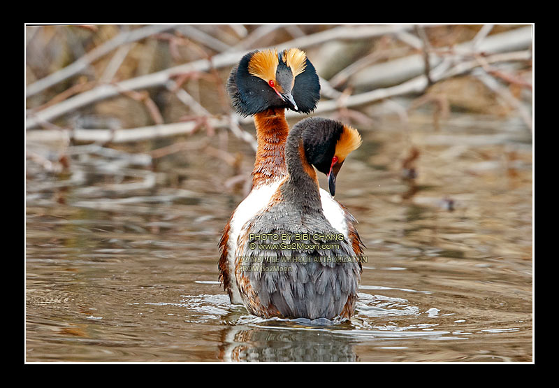 Horned Grebe Mating Dance