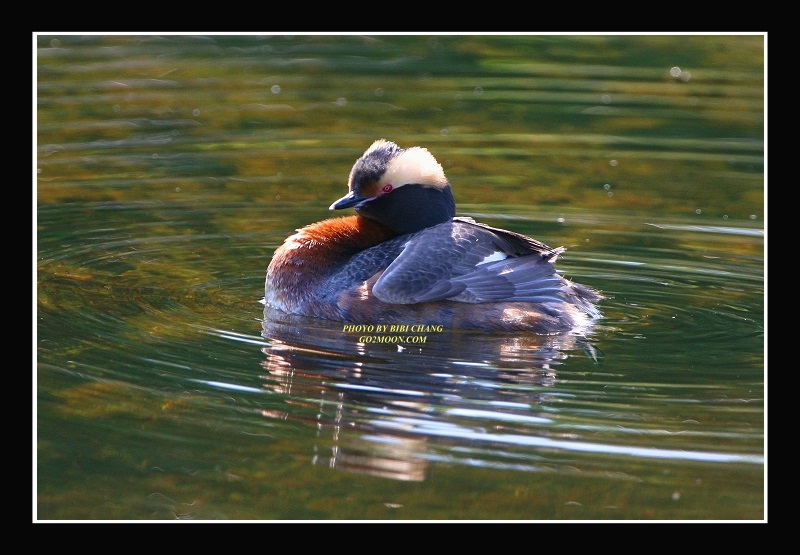 Grebe