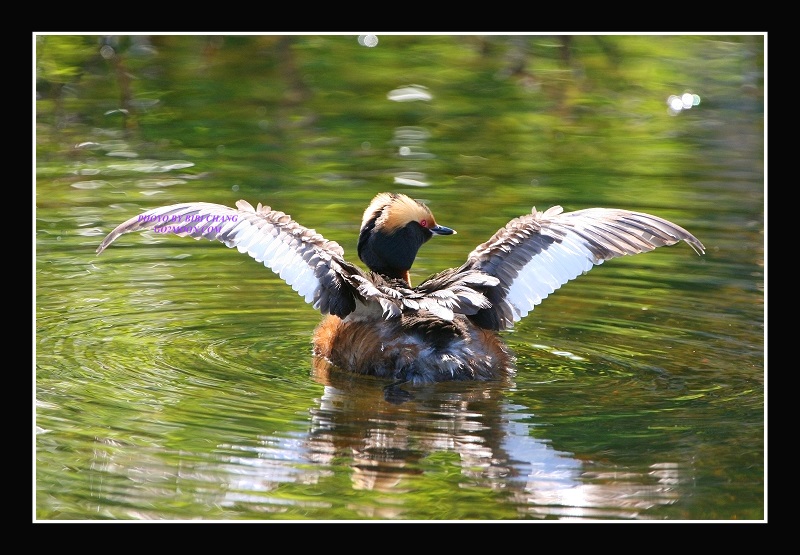 Grebe Open Wings
