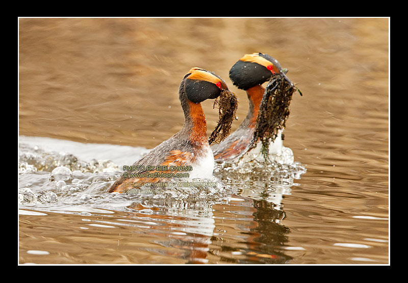 Horned Grebe Nest