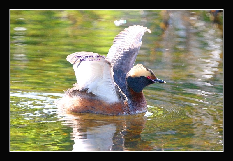 Grebe Open Wings