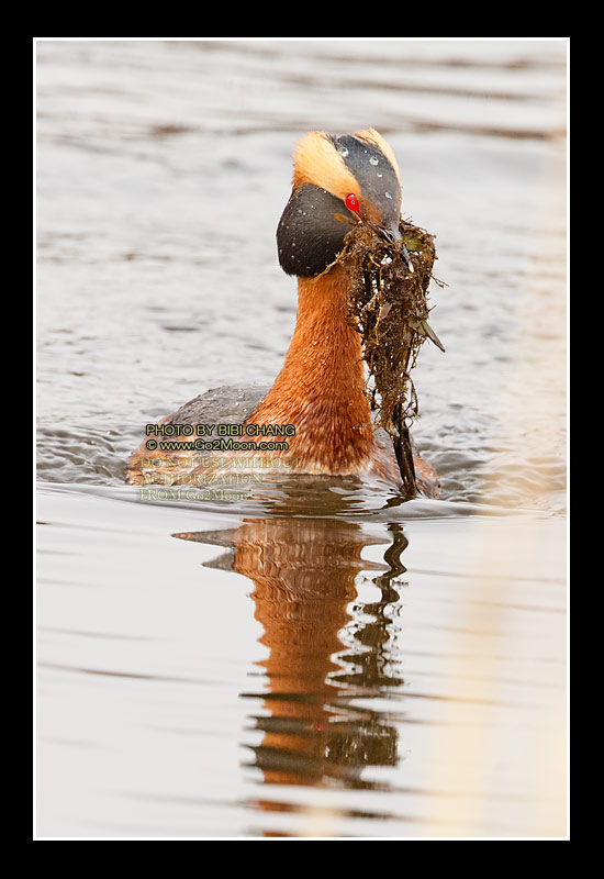 Horned Grebe Nest