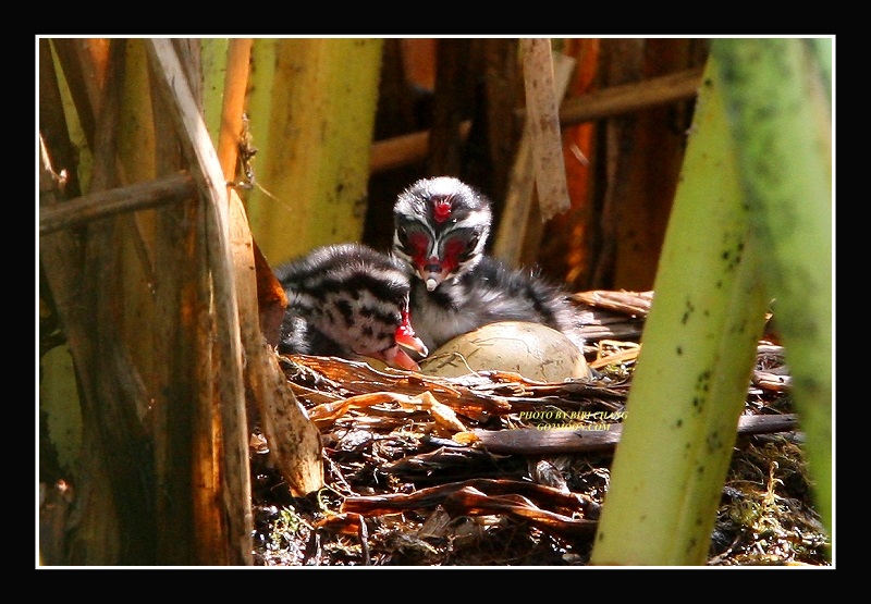 Grebe Chicks in Nest