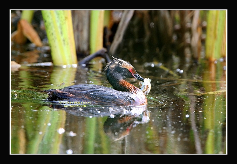 Grebe with Egg Shell