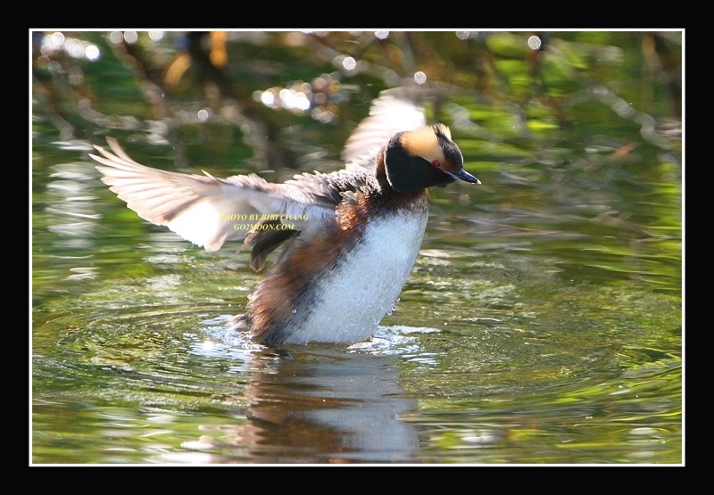 Horned Grebe Open Wings