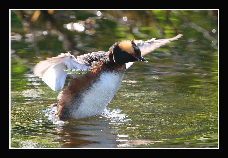 Horned Grebe Open Wings