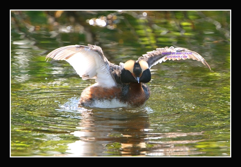 Grebe Open Wings
