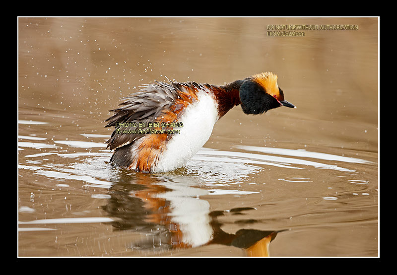 Horned Grebe Body Shake
