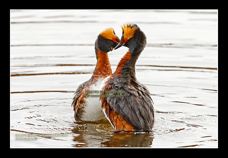 Horned Grebe Mating Dance