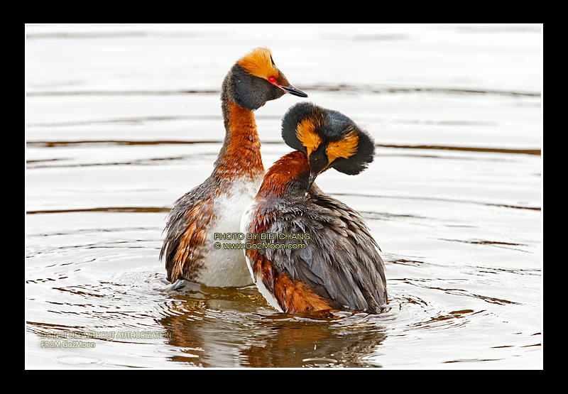 Horned Grebe Mating Dance