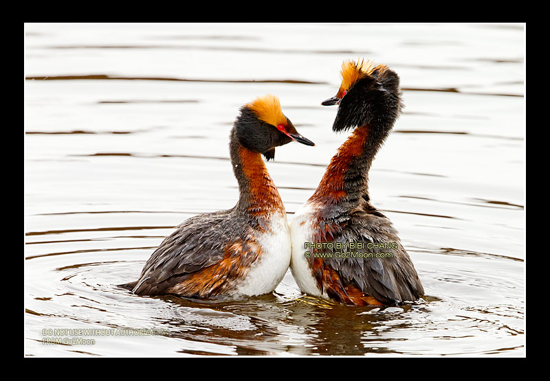 Horned Grebe Mating Dance