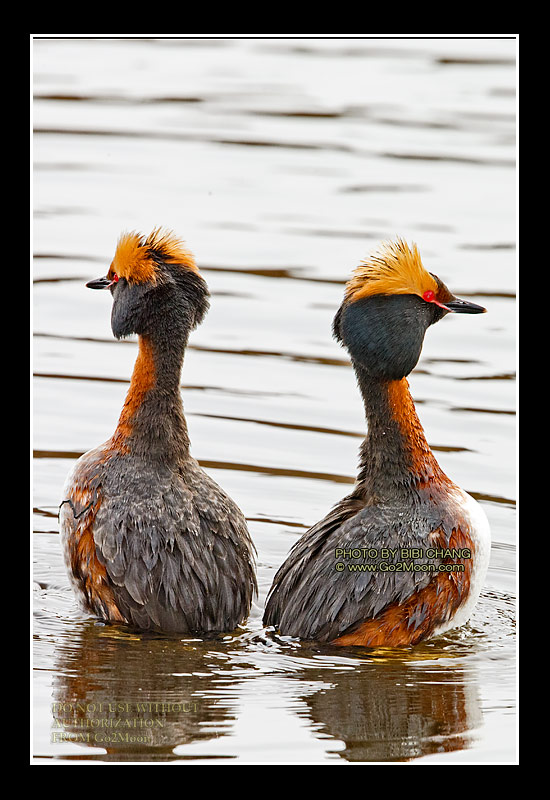 Horned Grebe Mating Dance