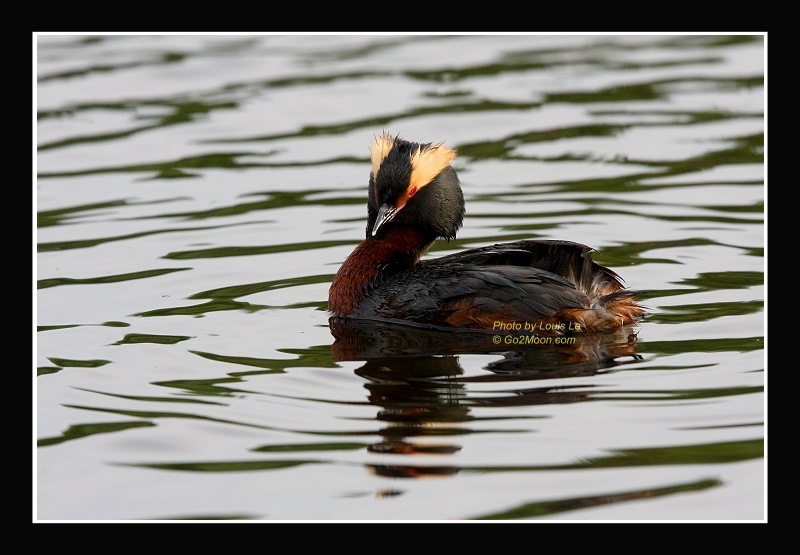 Horned Grebe in Alaska