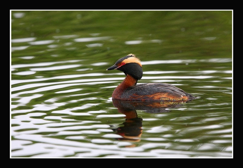 Grebe