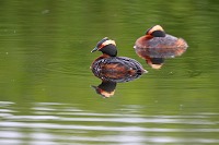 Horned Grebe