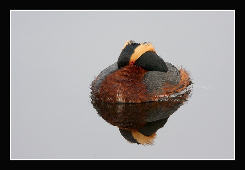 Sleeping Grebe