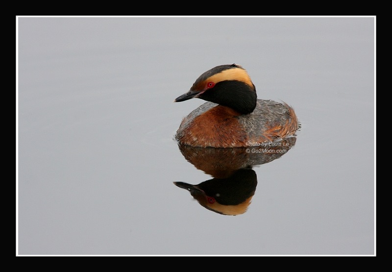 Horned Grebe Reflection