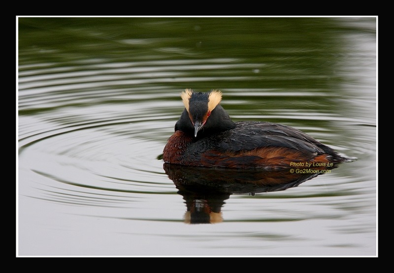 Grebe Portrait