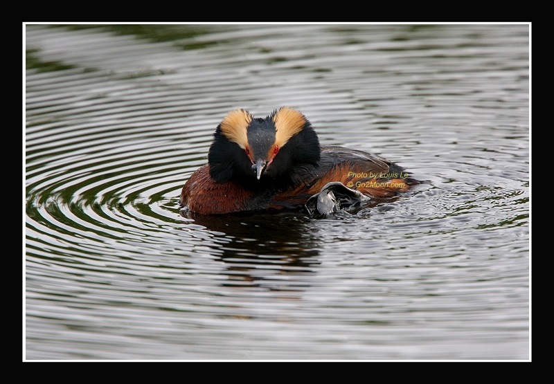 Evil Grebe