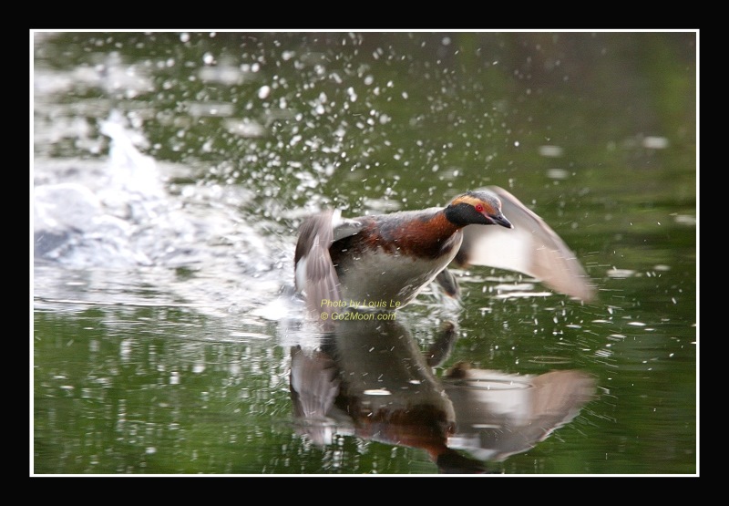 Grebe Taking Off