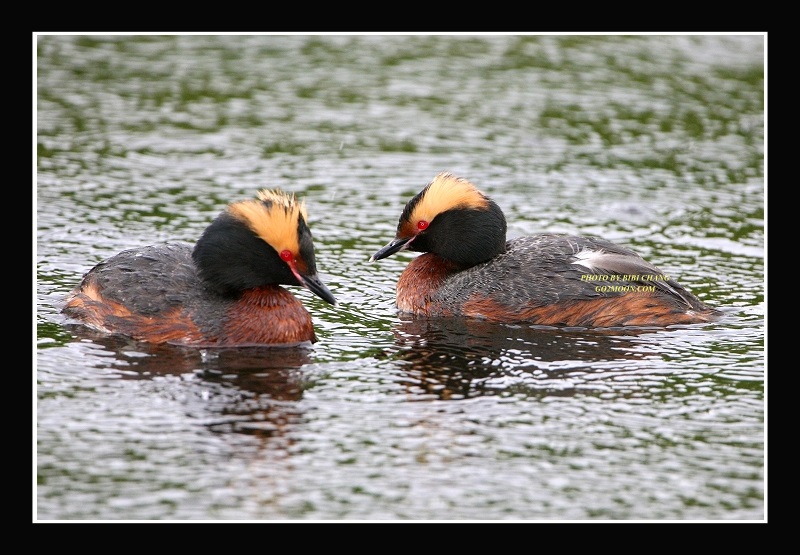 Grebe Couple