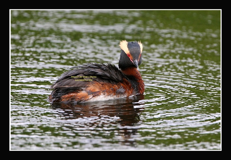 Horned Grebe