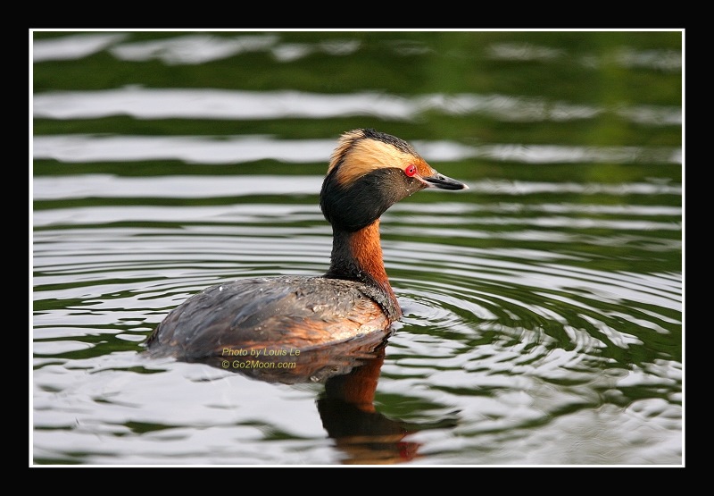 Horned Grebe