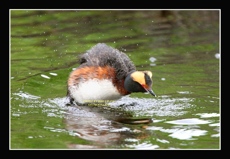 Horned Grebe Shaking