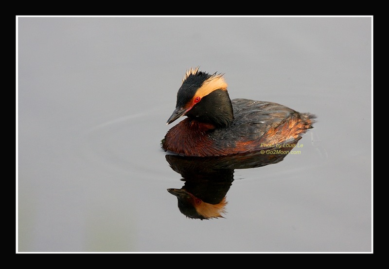 Grebe Reflection