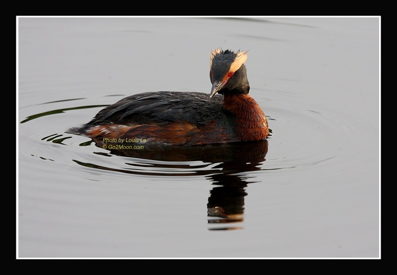 Horned Grebe Photo