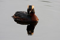 Picture of Horned Grebe