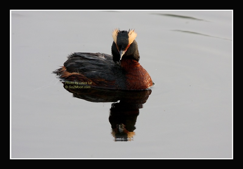Picture of Horned Grebe