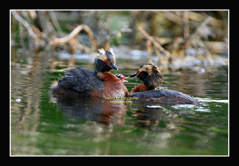 Alaska Grebes