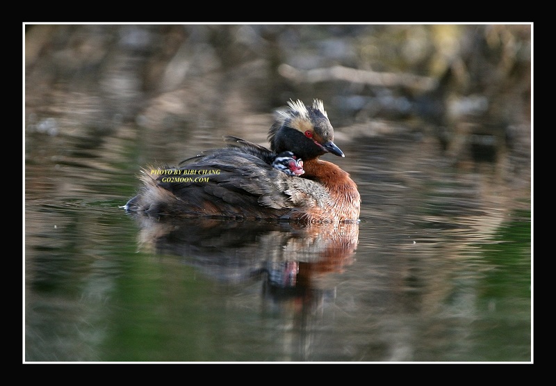 Grebe and Chicks