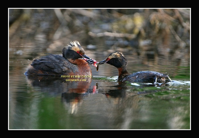 Feeding Baby Grebes