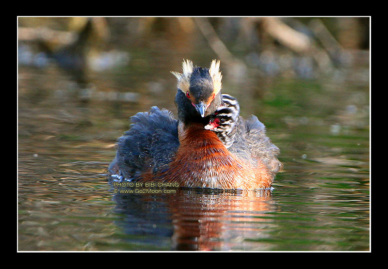 Horned Grebe with Chicks