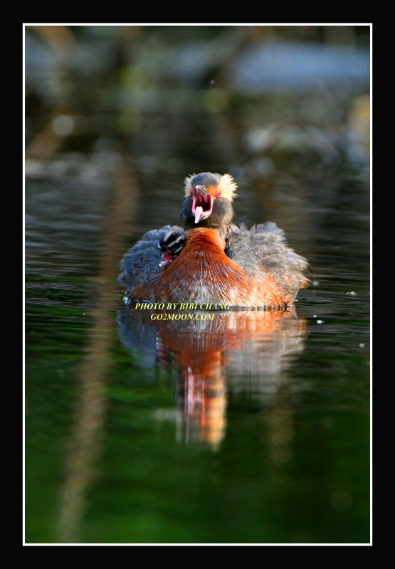 Grebe