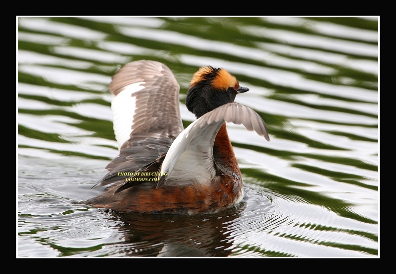 Grebe Ballet Dancer