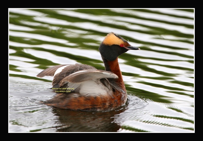 Horned Grebe Ballet Dancer