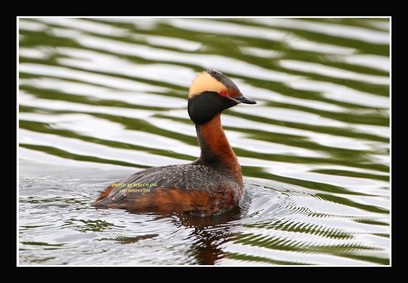Horned Grebe