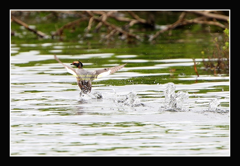 Grebe Take Off