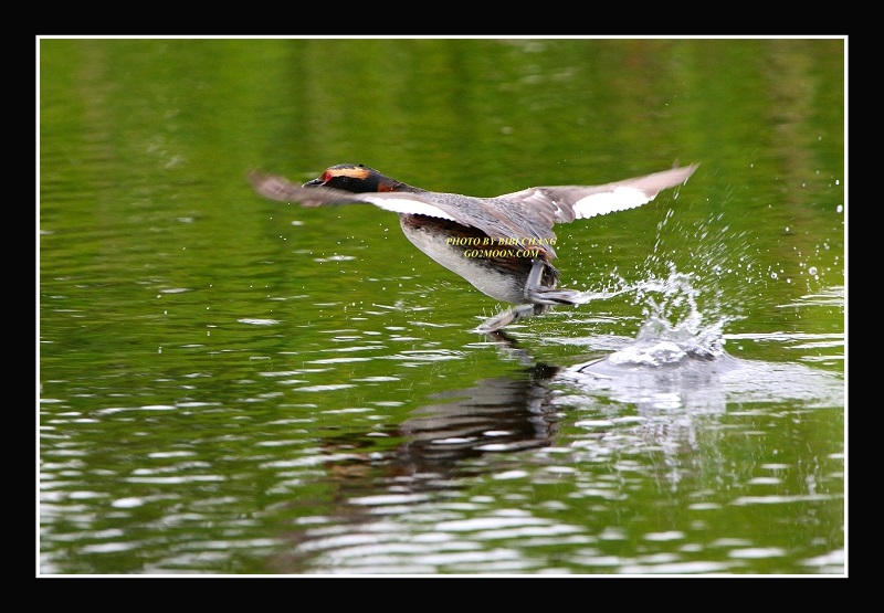 Grebe Take Off