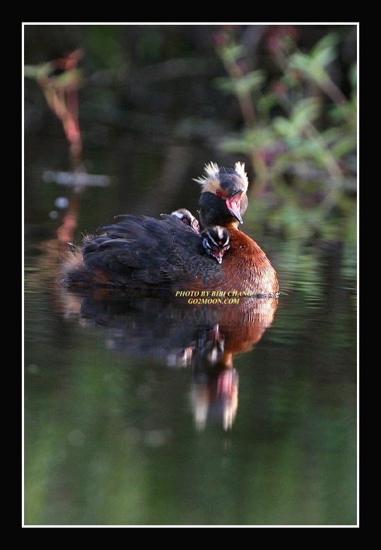 Grebe