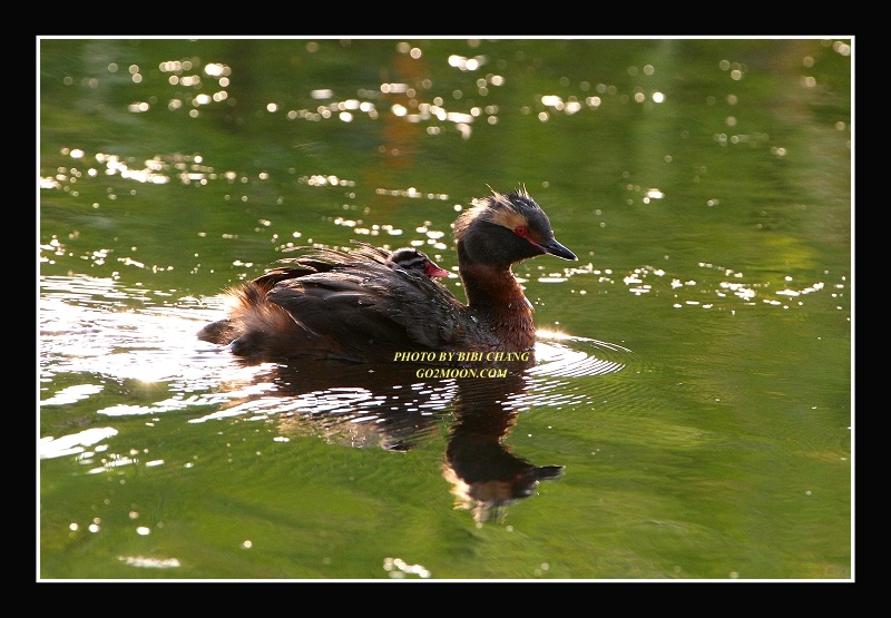 Grebe