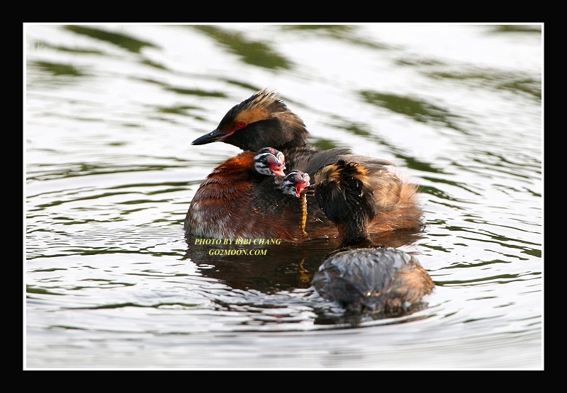 Feeding Grebe Chicks