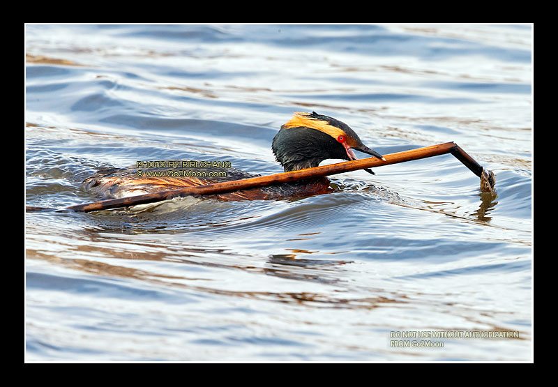 Horned Grebe Nest