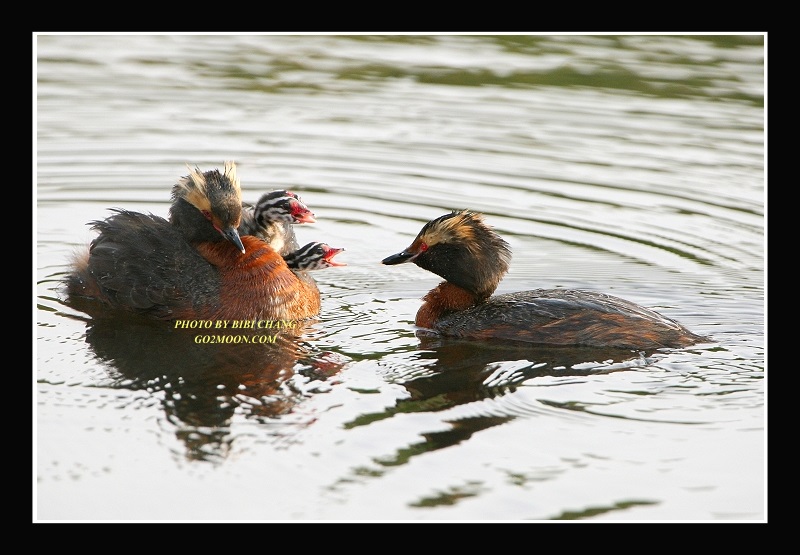 Horned Grebe Feeding Chicks