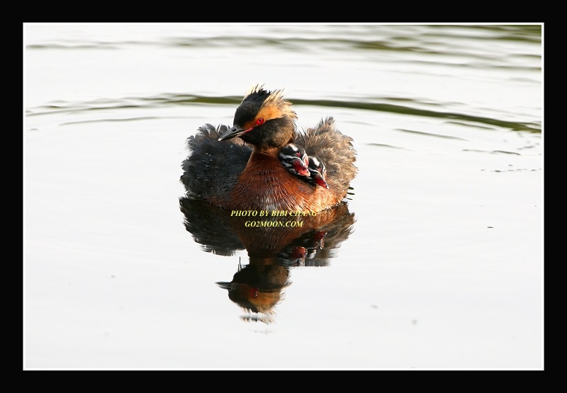 Grebe Chicks Ride on Back