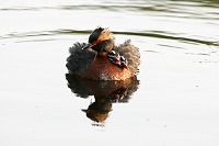 Grebe Chicks Ride on Back